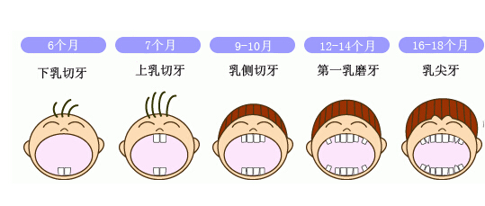 出牙顺序2.jpg